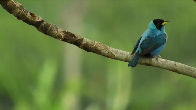 pajaro azul en una rama